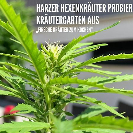 Harzer Healing Center 2024 Gemuetliche Landhauswohnung Mit Fussbodenheizung,Xxl Kochinsel,Xxl Regenduschen,Modern,Hochwertig,Persoenlich,Vollausgestattet Elbingerode (Saxony-Anhalt) Exterior foto
