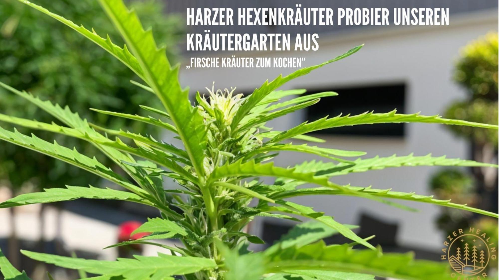 Harzer Healing Center 2024 Gemuetliche Landhauswohnung Mit Fussbodenheizung,Xxl Kochinsel,Xxl Regenduschen,Modern,Hochwertig,Persoenlich,Vollausgestattet Elbingerode (Saxony-Anhalt) Exterior foto